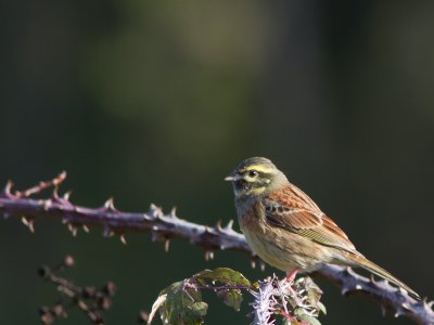 Cirlgors / Cirl Bunting / Emberiza cirlus