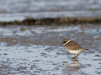 Bontbekplevier / Ringed Plover / Charadrius hiaticula