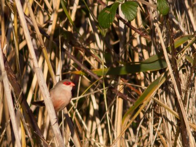 Sint-Helenafazantje / Common Waxbill / Estrilda astrild