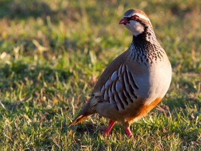 Rode patrijs / Red-legged Partridge / Alectoris rufa