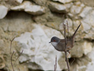 Kleine zwartkop / Sylvia melanocephala / Sardinian Warbler