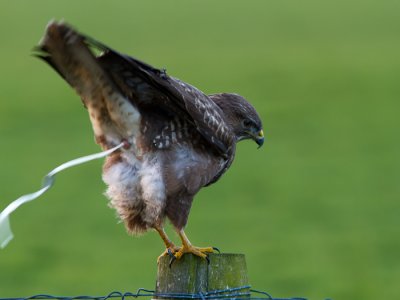 Buizerd / Common Buzzard / Buteo buteo