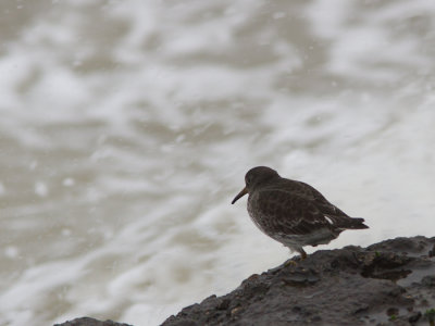 Paarse strandloper / Purple Sandpiper / Calidris maritima