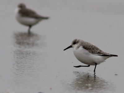 Drieteenstrandloper / Sanderling / Calidris alba