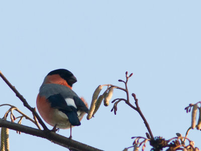 Goudvink / Eurasian Bullfinch / Pyrrhula pyrrhula