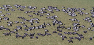 Brandgans / Barnacle Goose / Branta leucopsis