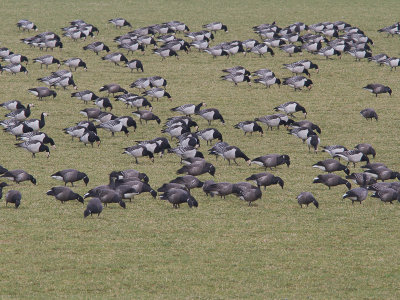 Brandgans / Barnacle Goose / Branta leucopsis