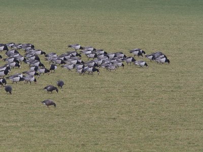 Brandgans / Barnacle Goose / Branta leucopsis