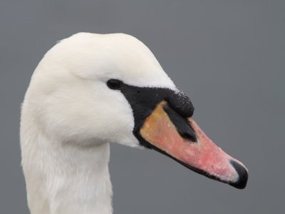 Knobbelzwaan / Mute Swan / Cygnus olor