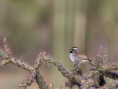 Black-throated Sparrow / Zwartkeelgors / Amphispiza bilineata