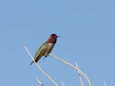 Anna's Hummingbird / Anna-kolibrie / Calypte anna