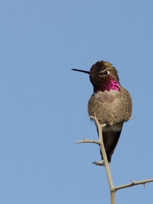 Anna's Hummingbird / Anna-kolibrie / Calypte anna