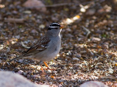 White-crowned Sparrow / Witkruingors / Zonotrichia leucophrys
