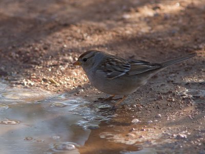 White-crowned Sparrow / Witkruingors / Zonotrichia leucophrys