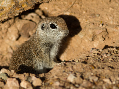 Rondstaartgrondeekhoorn / Round-tailed Ground Squirrel / Spermophilus tereticaudus