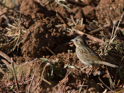 Lincoln's Sparrow / Lincolns Gors / Melospiza lincolnii