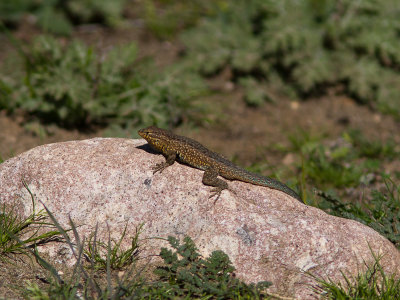 Gevlekte leguaan / Common Side-blotched Lizard / Uta stansburiana