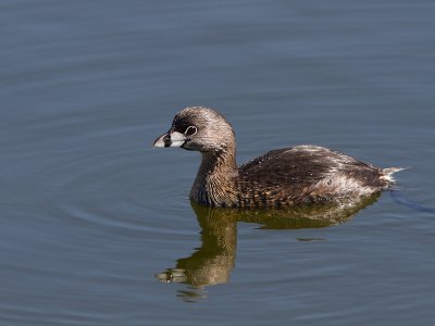 Pied-billed Grebe / Dikbekfuut / Podilymbus podiceps