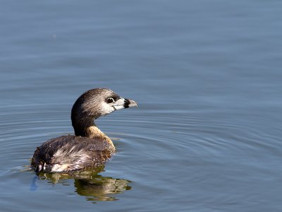 Pied-billed Grebe / Dikbekfuut / Podilymbus podiceps