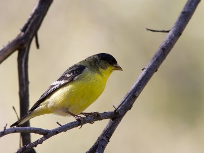 Lesser Goldfinch / Witbandsijs / Carduelis psaltria