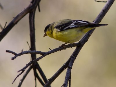 Lesser Goldfinch / Witbandsijs / Carduelis psaltria