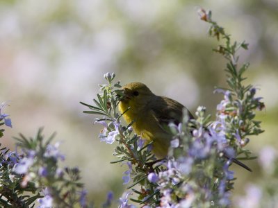 Lesser Goldfinch / Witbandsijs / Carduelis psaltria