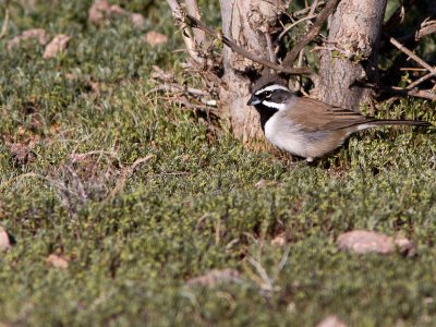 Black-throated Sparrow / Zwartkeelgors / Amphispiza bilineata