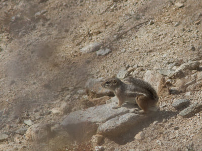 Harrisgrondeekhoorn / Harris's Antelope Squirrel / Ammospermophilus harrisii