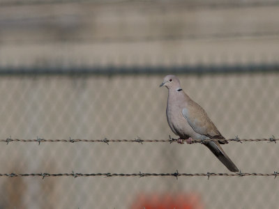 Eurasian Collared Dove / Turkse tortel / Streptopelia decaocto