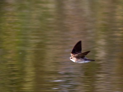 Northern Rough-winged Swallow / Noord-Amerikaanse ruwvleugelzwaluw / Stelgidopteryx serripennis