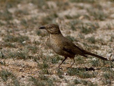 Bendire's Thrasher / Cactusspotijster / Toxostoma bendirei