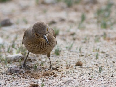 Bendire's Thrasher / Cactusspotijster / Toxostoma bendirei