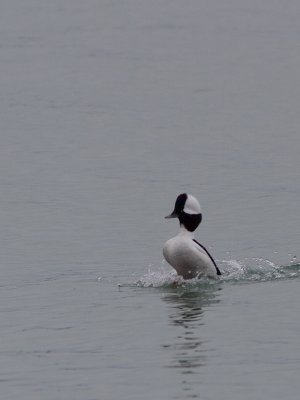 Bufflehead / Buffelkopeend / Bucephala albeola
