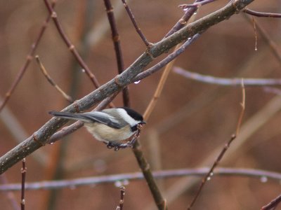 Black-capped Chickadee / Amerikaanse Matkop / Parus atricapillus