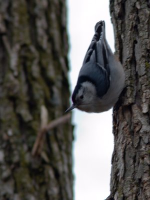 White-breasted Nuthatch / Witborstboomklever / Sitta carolinensis