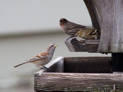 American Tree Sparrow / Amerikaanse Boomgors / Spizella arborea
