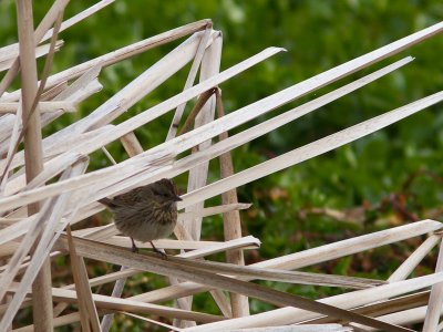 Lincoln's Sparrow / Lincolns Gors / Melospiza lincolnii