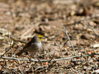 Verdin / Geelkopmees / Auriparus flaviceps