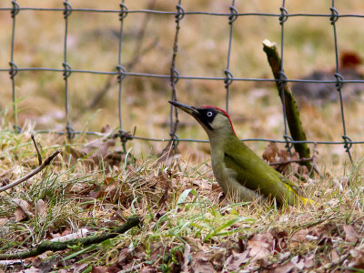 Groene specht / European Green Woodpecker / Picus viridus