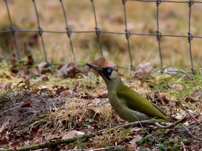 Groene specht / European Green Woodpecker / Picus viridus
