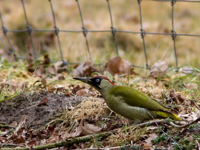 Groene specht / European Green Woodpecker / Picus viridus