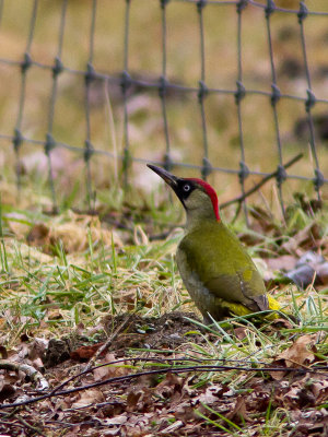 Groene specht / European Green Woodpecker / Picus viridus