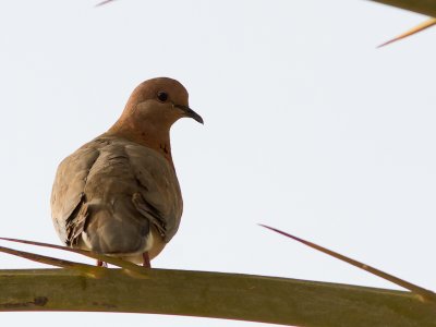 Laughing Dove / Palmtortel / Spilopelia senegalensis
