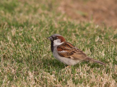 House Sparrow / Huismus / Passer domesticus