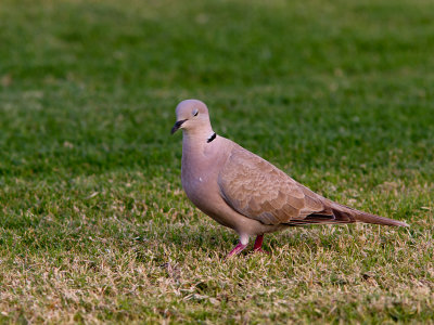 Eurasian Collared Dove / Turkse tortel / Streptopelia decaocto