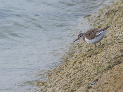 Common Sandpiper / Oeverloper / Actitis hypoleucos