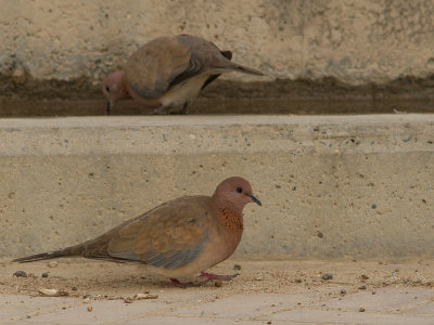 Laughing Dove / Palmtortel / Spilopelia senegalensis