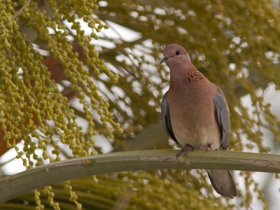 Laughing Dove / Palmtortel / Spilopelia senegalensis