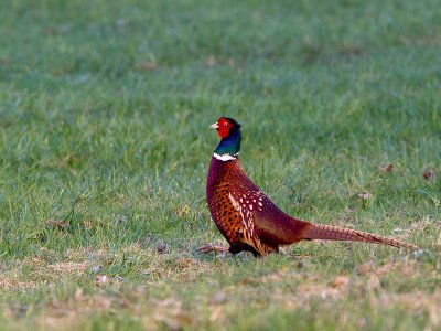 Fazant / Common Pheasant / Phasianus colchicus