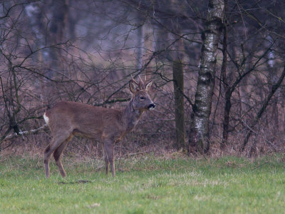 Ree / Roe Deer / Capreolus capreolus